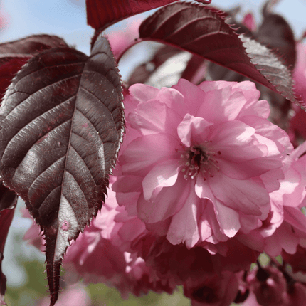 Purple Leaf Cherry Blossom Tree | Prunus serrulata 'Royal Burgundy' Ornamental Trees