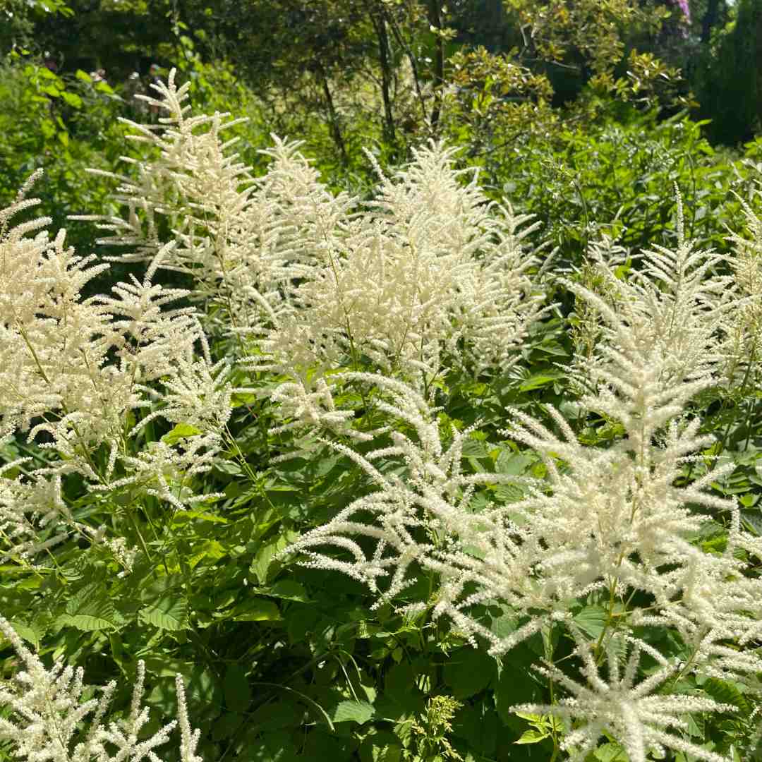 Astilbe 'Ellie' – Roots Plants