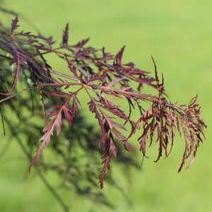 Japanese Maple Tree | Acer palmatum dissectum 'Tamukeyama' Ornamental Trees