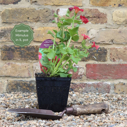 Mimulus cupreus | Red Emperor Pond Plants