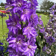 Delphinium 'Delgenius Breezin' Perennial Bedding