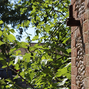 'Rouge De Bordeaux' Fig Tree Soft Fruit