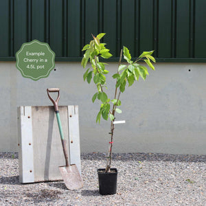 Patio Cherry Tree Trained Fruit Trees