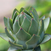 'Green Globe' Artichoke Plants Vegetables