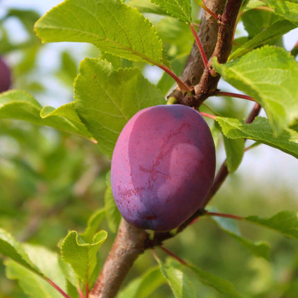 'Victoria' Plum Tree Fruit Trees