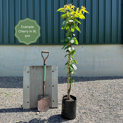 'Van' Cherry Tree Fruit Trees