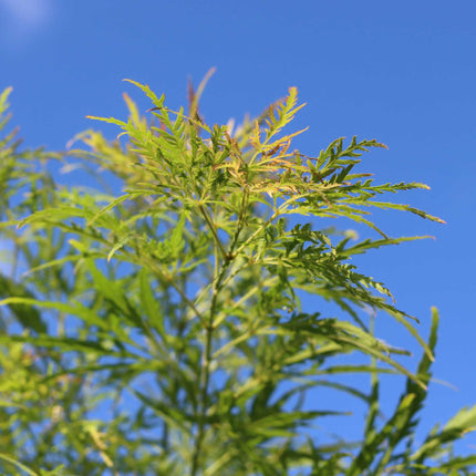 Japanese Maple Tree | Acer palmatum dissectum 'Flavescens' Ornamental Trees