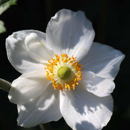 Anemone 'Elfin Swan' Perennial Bedding