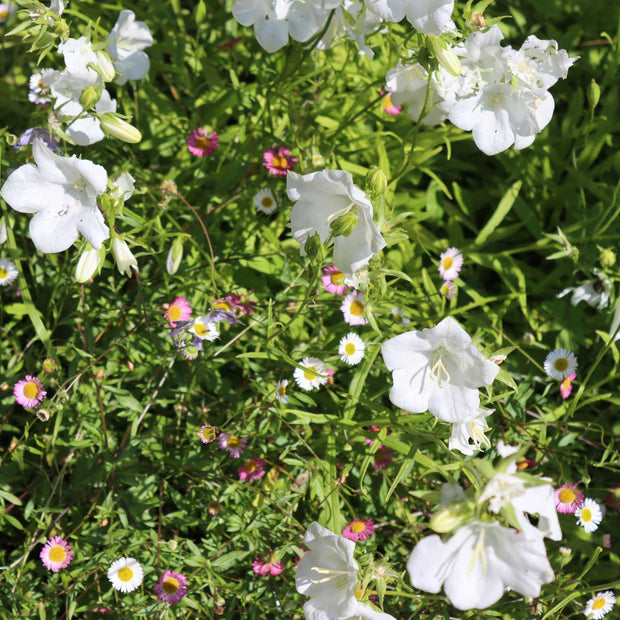 Campanula 'Takion White' Perennial Bedding