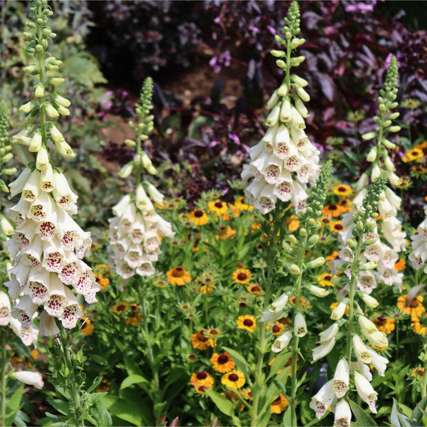 Cream Foxglove | Digitalis 'Dalmatian Cream' Perennial Bedding