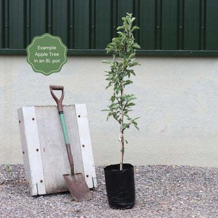 Cordon Apple Tree Trained Fruit Trees