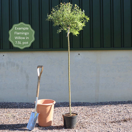 Flamingo Willow Tree | Salix Integra 'Hakuro-Nishiki' Ornamental Trees