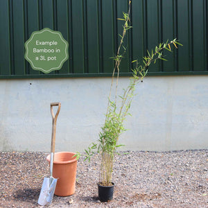 Red Bamboo | Fargesia scabrida 'Asian Wonder' Shrubs