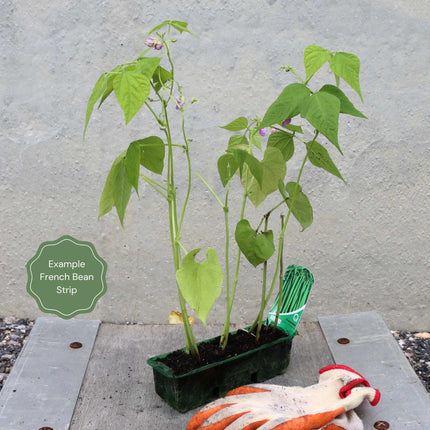 Broad Bean Plant 'The Sutton' Vegetables