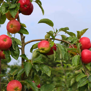 'Braeburn Hillwell' Apple Tree Fruit Trees