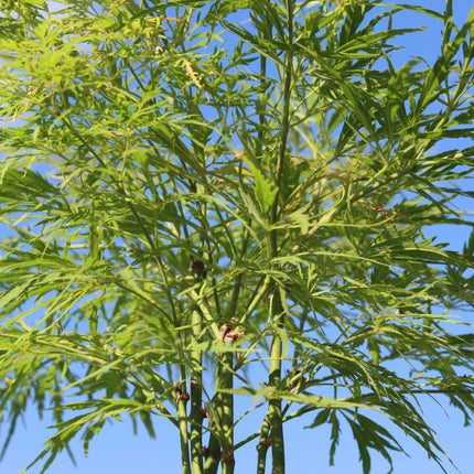 Japanese Maple Tree | Acer palmatum dissectum 'Flavescens' Ornamental Trees