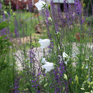 Campanula 'Takion White' Perennial Bedding