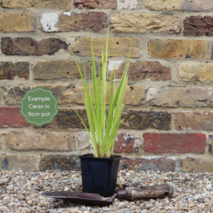 Cyperus Sedge | Carex Pseudocyperus Pond Plants