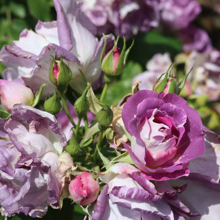 'Blue For You' Floribunda Rose Shrubs