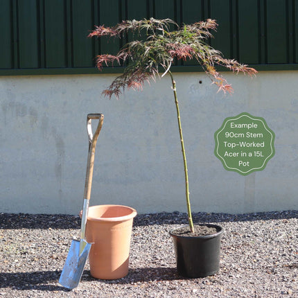 Japanese Maple Tree | Acer palmatum dissectum 'Tamukeyama' Ornamental Trees