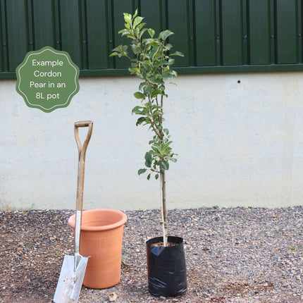 Award-Winning Cordon Fruit Tree Collection | Apple, Pear & Plum Fruit Trees