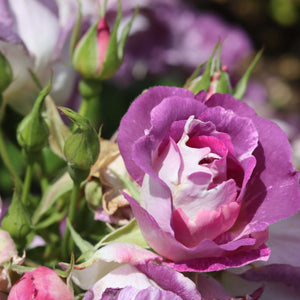 'Blue For You' Floribunda Rose Shrubs