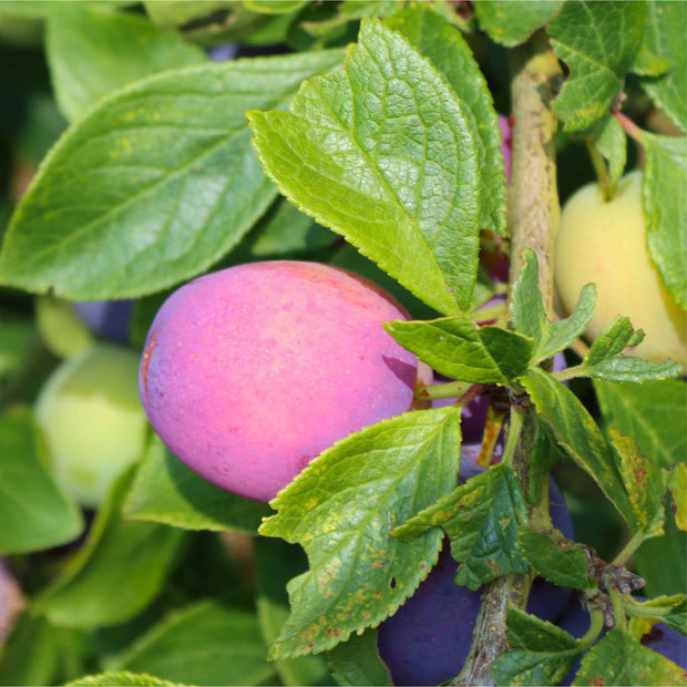 'Guinevere' Plum Tree Fruit Trees