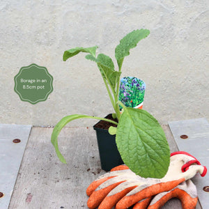 Borage Plant Vegetables