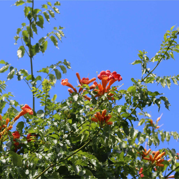 Red Trumpet Vine | Campsis tagliabuana 'Madame Galen' Climbing Plants