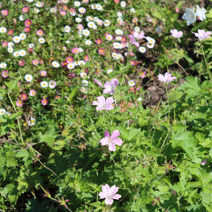 Geranium 'Dreamland' Perennial Bedding