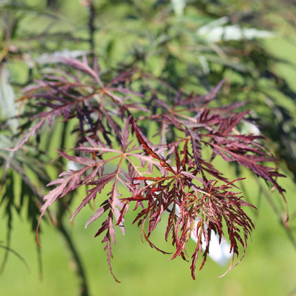 Japanese Maple Tree | Acer palmatum dissectum 'Emerald Lace' Ornamental Trees