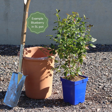 'Bluecrop' Blueberry Bush Soft Fruit