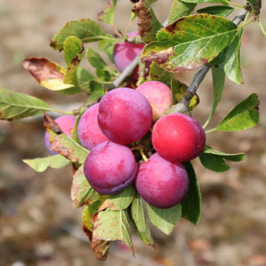 'Opal' Plum Tree Fruit Trees