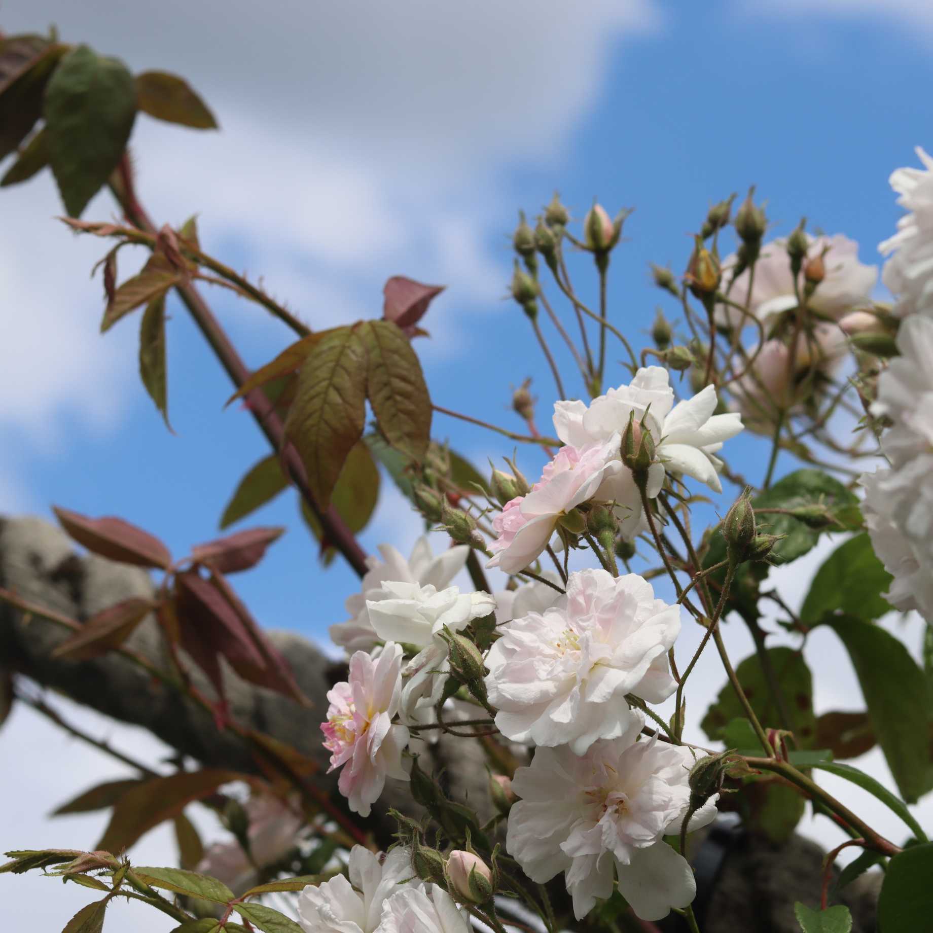 'New Dawn' Climbing Rose