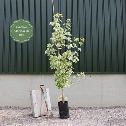 Norway Maple Tree | Acer platanoides 'Crimson Sentry' Ornamental Trees