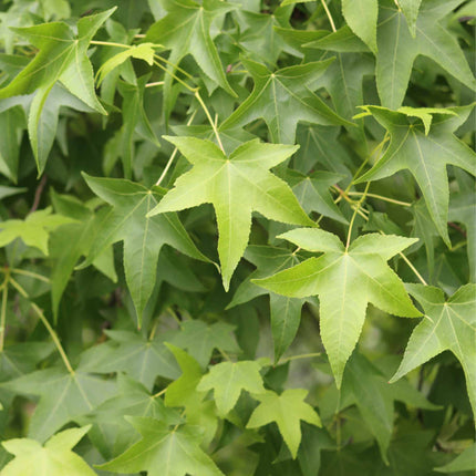 Sweetgum Tree | Liquidambar styraciflua 'Lane Roberts' Ornamental Trees