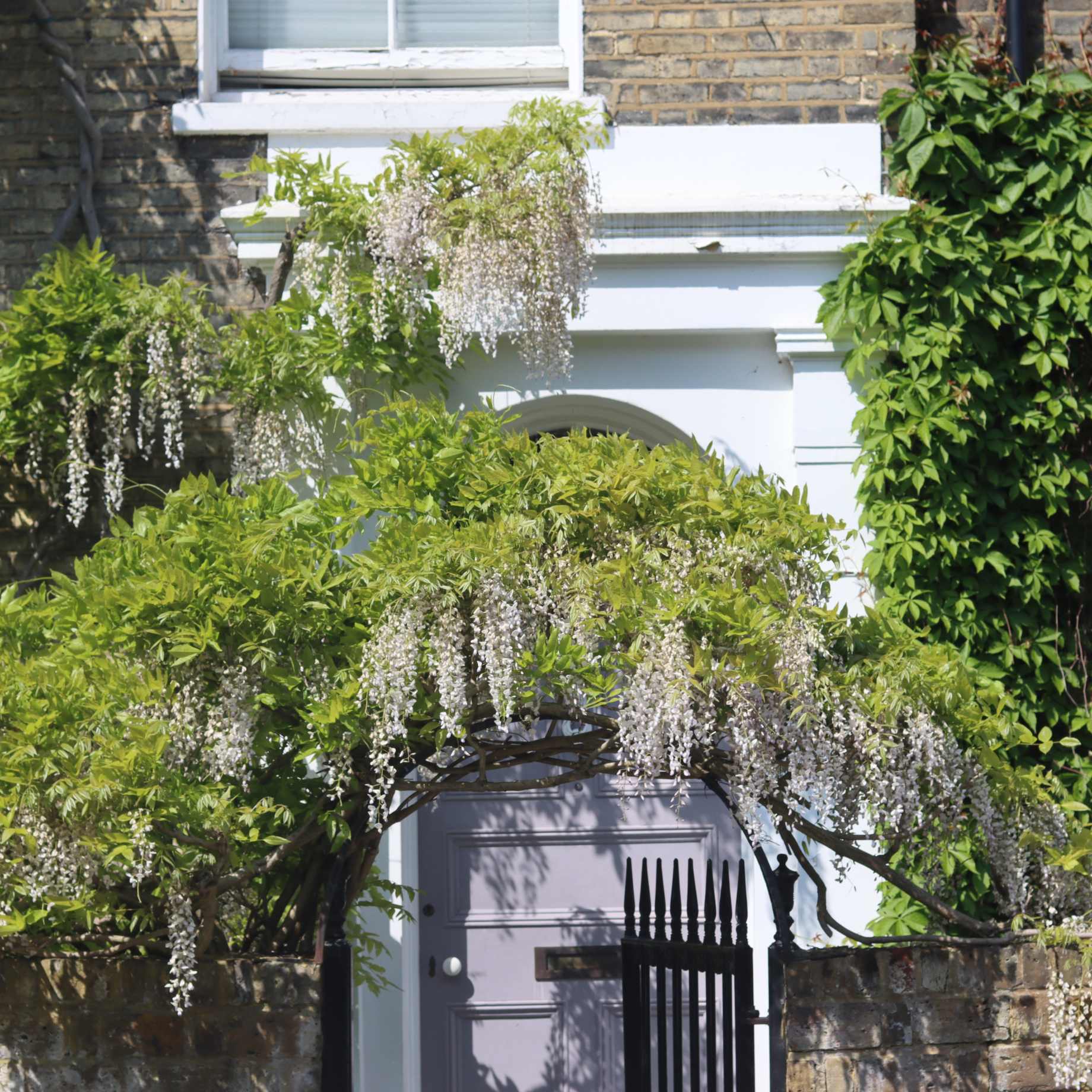 White Japanese Wisteria | Wisteria floribunda 'Alba'