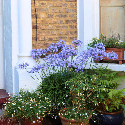 Agapanthus 'Sweet Surprise' Perennial Bedding