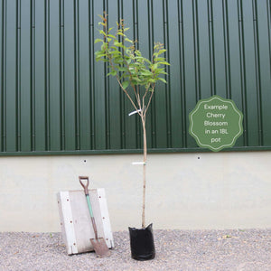 Japanese Cherry Blossom Tree | Prunus 'Ukon' Ornamental Trees