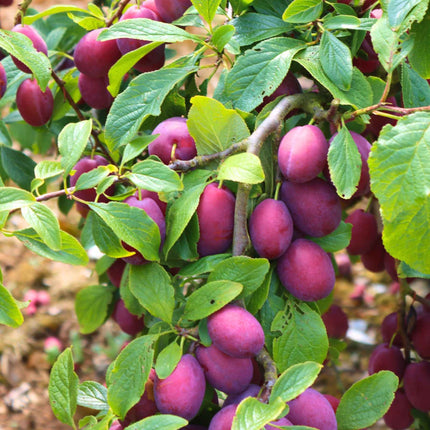 'Opal' Plum Tree Fruit Trees