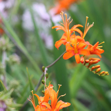 Crocosmia 'Firestars Firestarter' Perennial Bedding