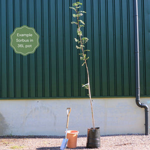 Cut-Leaf Mountain Ash Tree | Sorbus asplenifolia Ornamental Trees