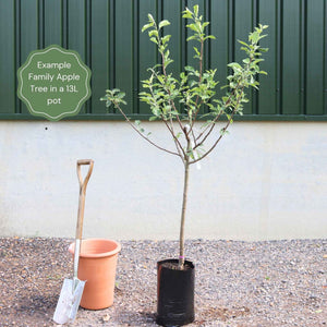 Family Apple Tree | 'Lord Lambourne', 'Braeburn' & 'Bountiful' Trained Fruit Trees