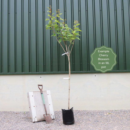 'Chocolate Ice' Cherry Blossom Tree | Prunus 'Matsumae-fuki' Ornamental Trees