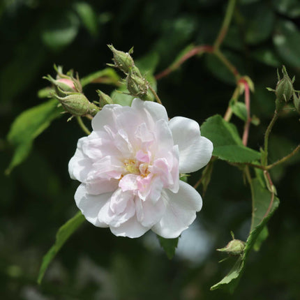 'New Dawn' Climbing Rose Shrubs