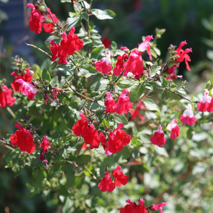 Salvia 'Hot Lips' Perennial Bedding