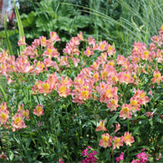 Alstroemeria 'Inticancha Sunshine' Perennial Bedding