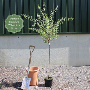 Flamingo Willow Tree | Salix Integra 'Hakuro-Nishiki' Ornamental Trees