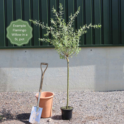 Flamingo Willow Tree | Salix Integra 'Hakuro-Nishiki' Ornamental Trees