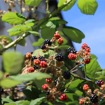 'Waldo' Blackberry Plants Soft Fruit